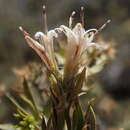 Image of Hyaloseris cinerea (Griseb.) Griseb.