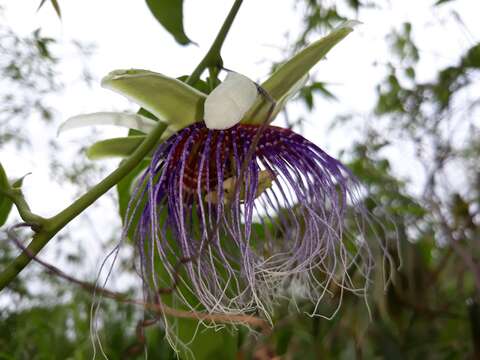 Image de Passiflora acuminata DC.