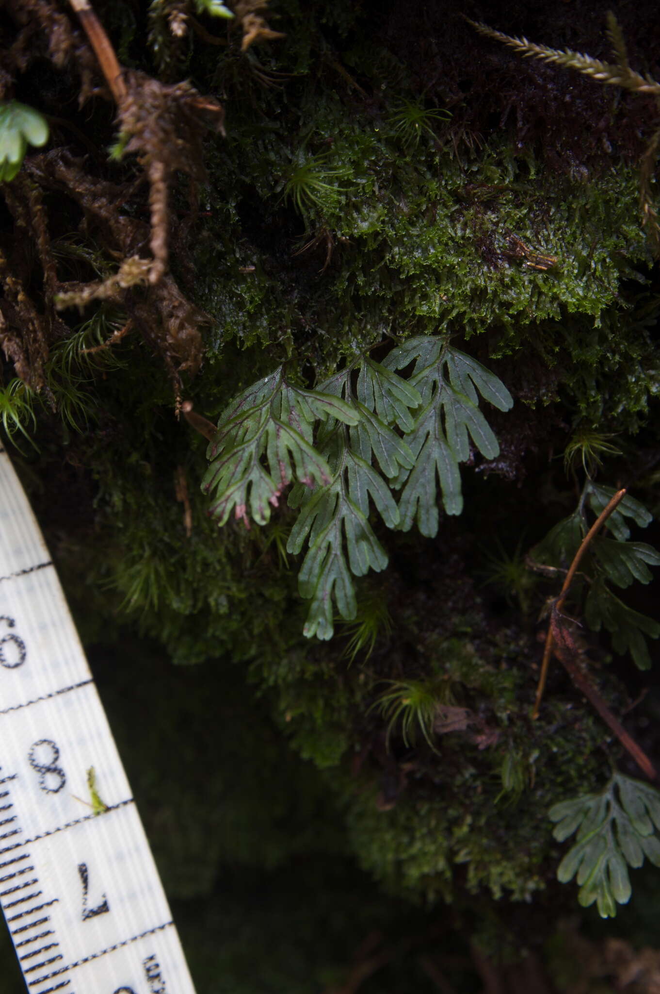 Image of Wright's Filmy Fern