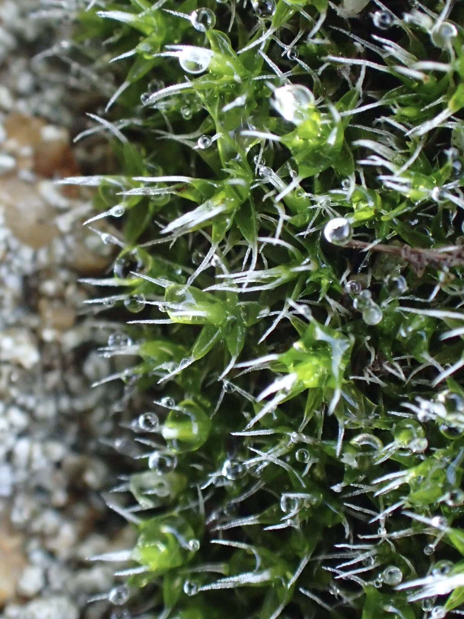 Image of grimmia dry rock moss