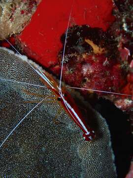 Image of Scarlet cleaner shrimp
