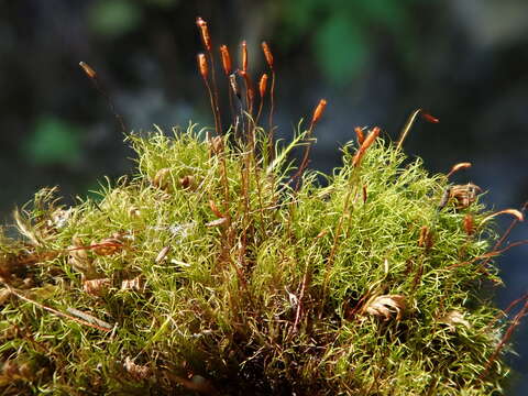 Image of distichium moss