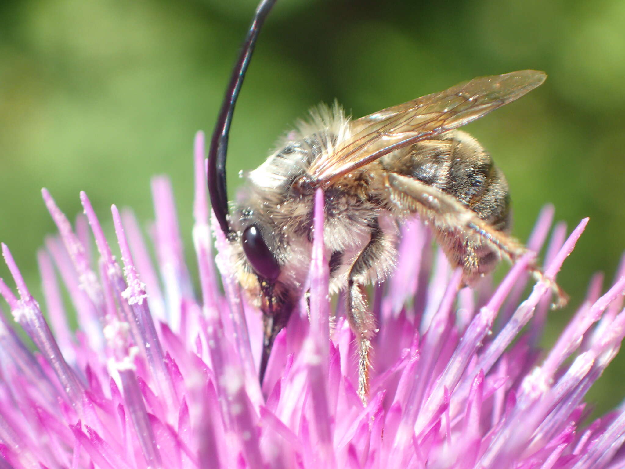 Image of Eucera nipponensis (Pérez 1905)