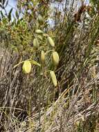 Image de Albuca fragrans Jacq.