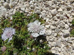 Imagem de Lomelosia crenata subsp. dallaportae (Boiss.) W. Greuter & Burdet