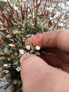 Image of Epilobium alsinoides subsp. atriplicifolium (A. Cunn.) Raven & Engelhorn