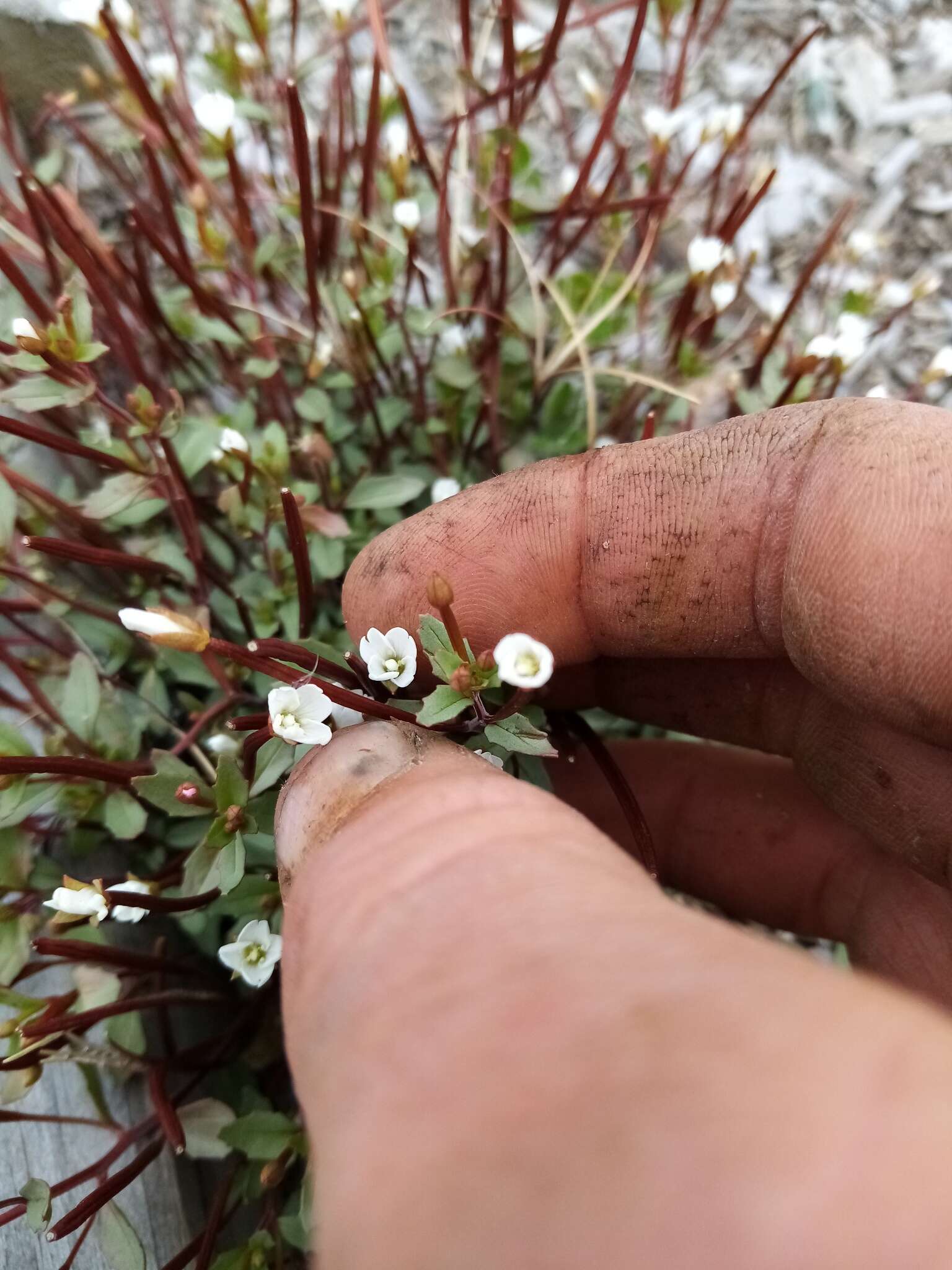 Image of Epilobium alsinoides subsp. atriplicifolium (A. Cunn.) Raven & Engelhorn