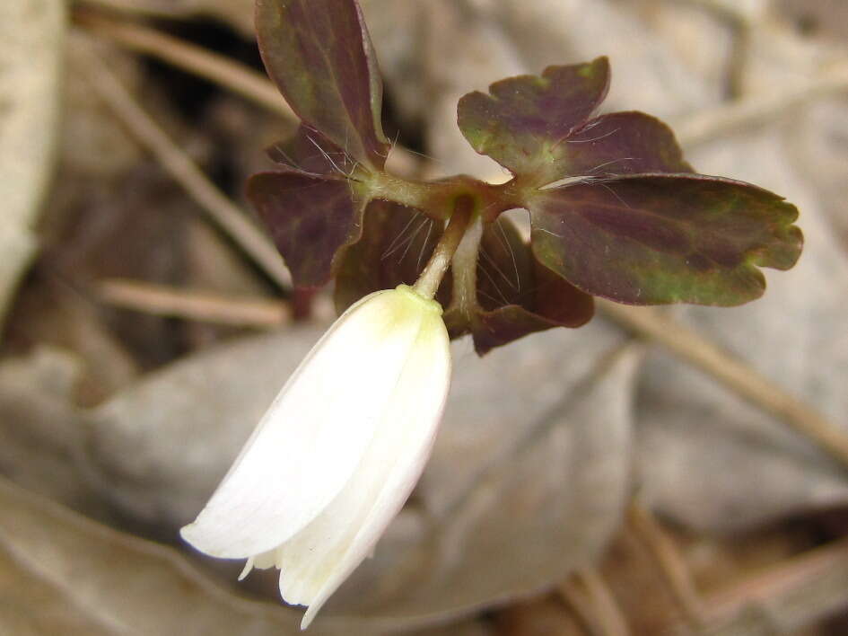 Image of Anemone raddeana Regel