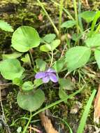 Image of Appalachian violet