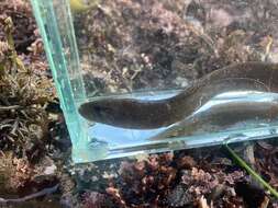 Image of Black blenny