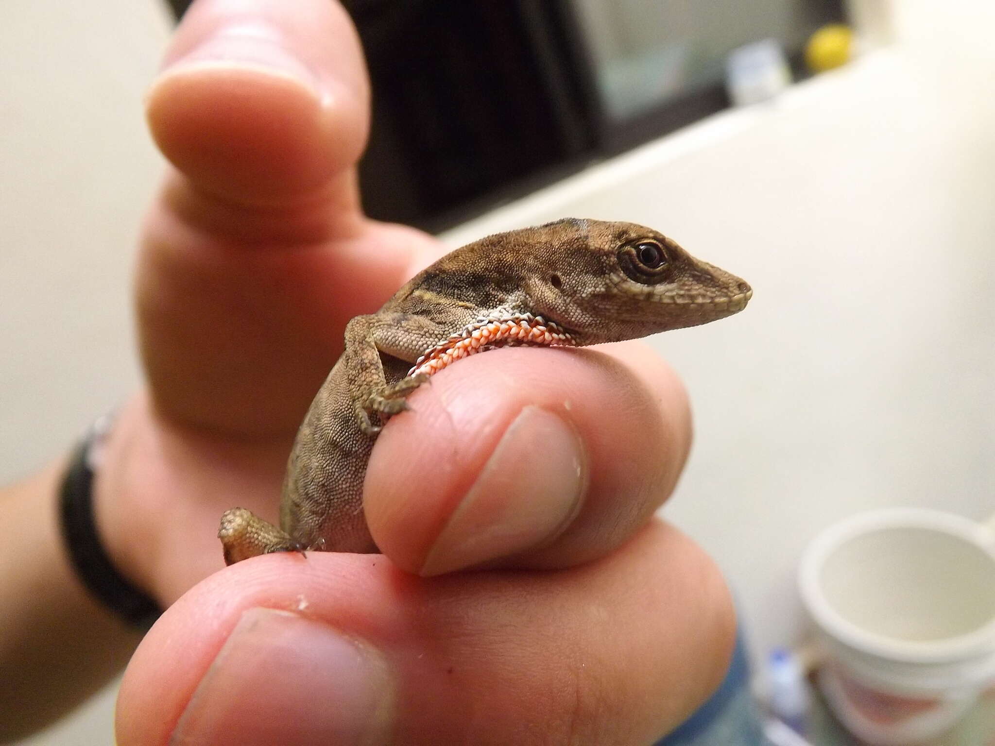 Image of Blemished Anole