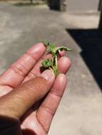 Image of Cleretum lyratifolium