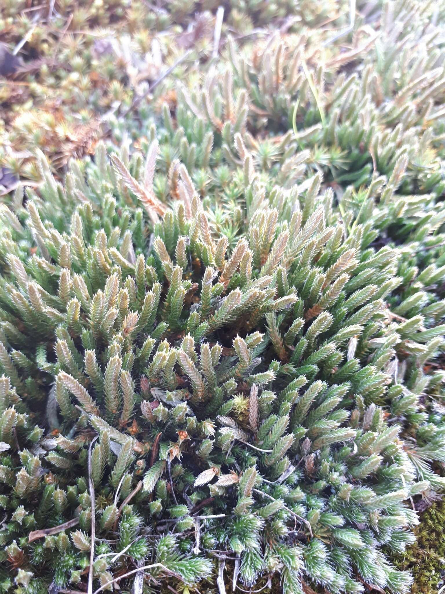 Image of northern selaginella