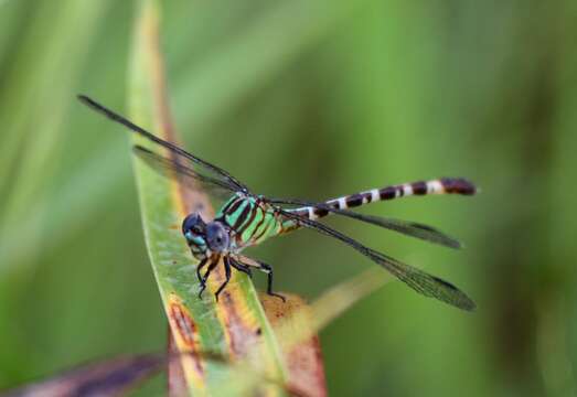 Image of Blue-faced Ringtail