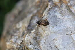 Image of Nimbus contaminatus (Herbst 1783)