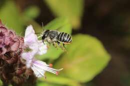 Image de <i>Pseudoanthidium repetitum</i>