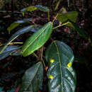 Image de Macaranga alnifolia Baker