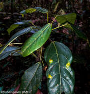 Imagem de Macaranga alnifolia Baker