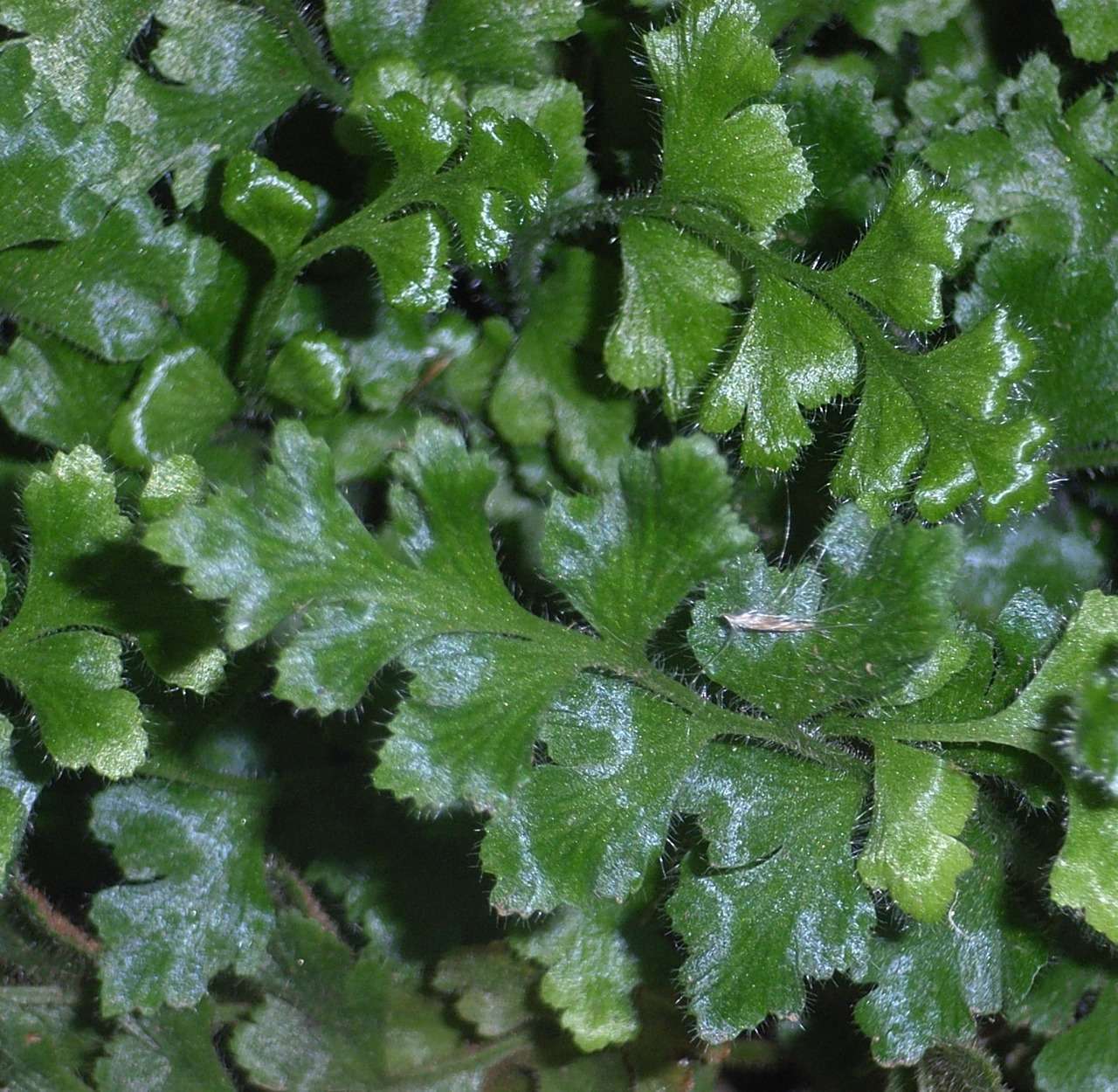 Sivun Asplenium subglandulosum (Hook. & Grev.) Salvo, Prada & T. E. Diaz kuva