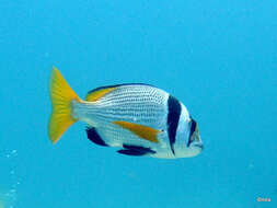 Image of Bridled seabream