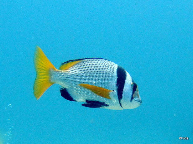 Image of Bridled seabream