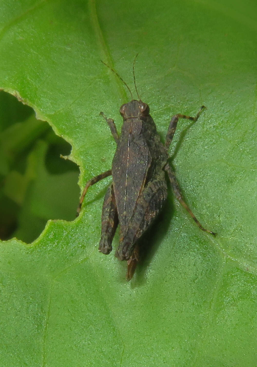 Image of Coptotettix capitatus Bolívar & I. 1887