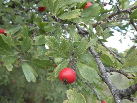 Image of <i>Crataegus <i>azarolus</i></i> var. azarolus