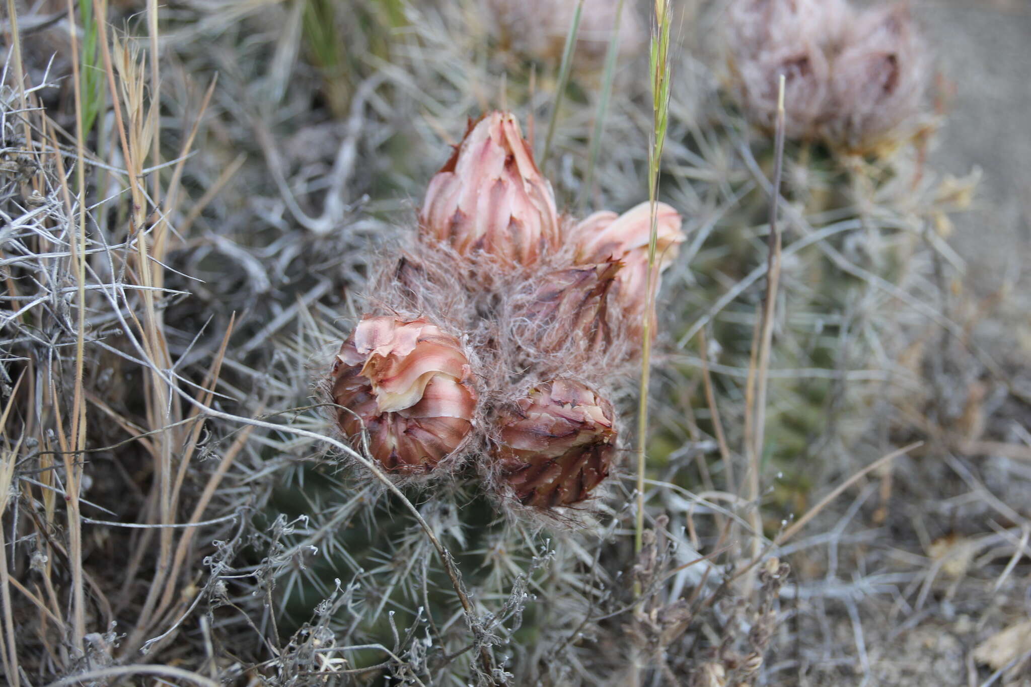 Imagem de Austrocactus coxii (K. Schum.) Backeb.