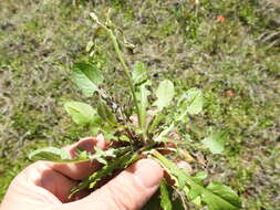 Image of striped hawksbeard