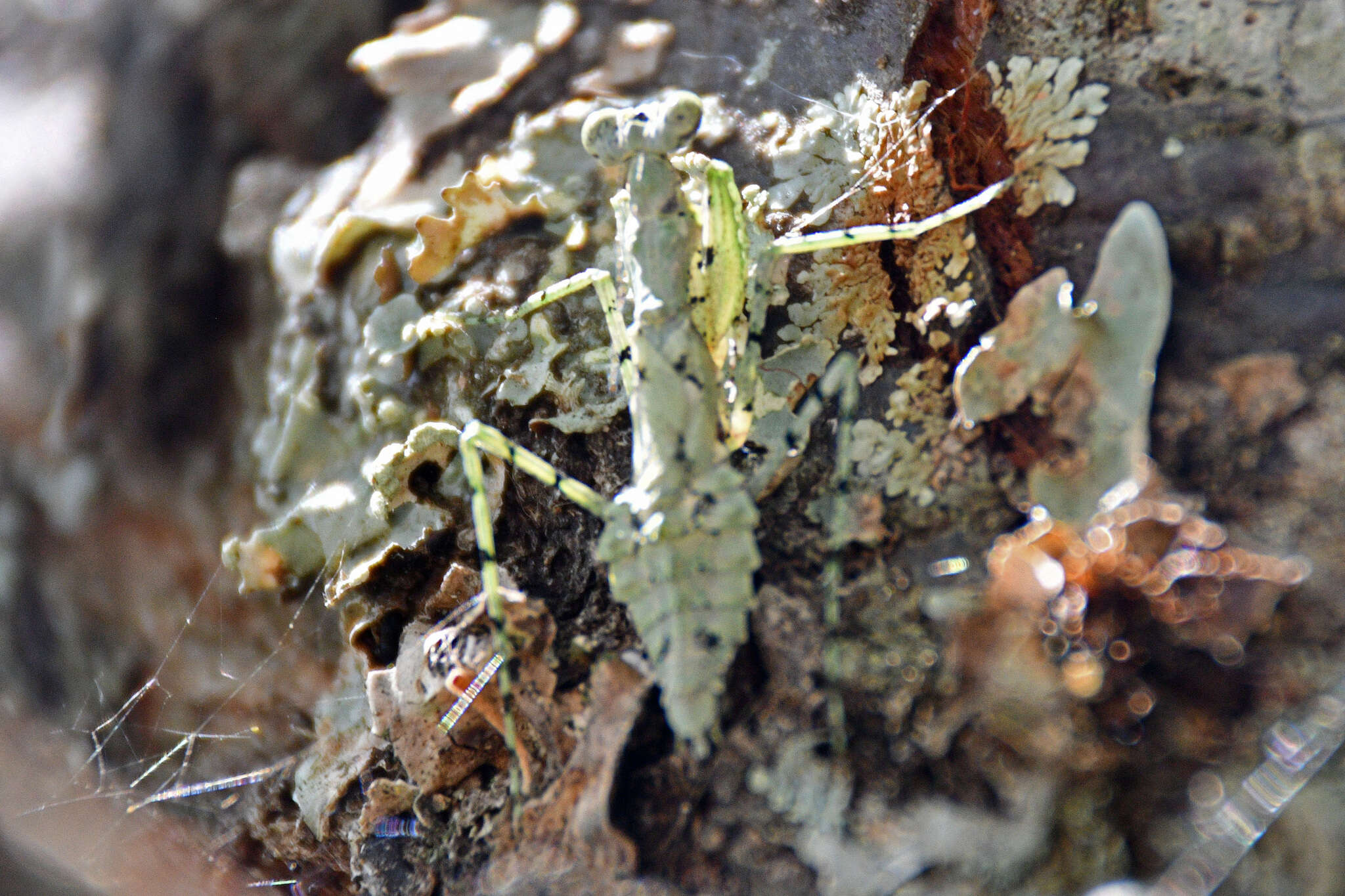 صورة Calofulcinia paraoxypila Tindale 1930