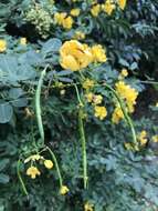 Senna pendula var. glabrata (Vogel) H. S. Irwin & Barneby resmi