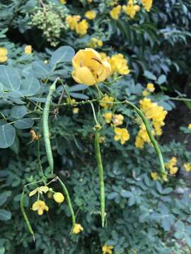 صورة Senna pendula var. glabrata (Vogel) H. S. Irwin & Barneby