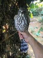 Image of Levant Sparrowhawk