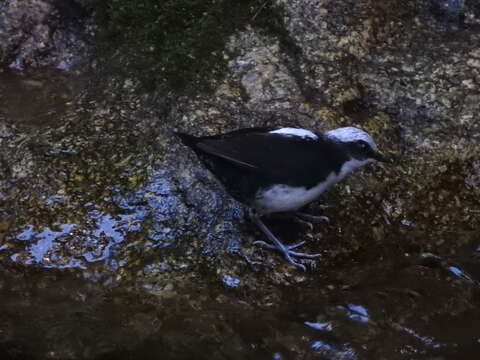 Image of White-capped Dipper