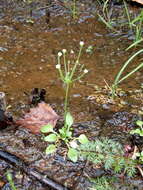 Image de Androsace filiformis Retz.