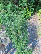 Image of lateflowering thoroughwort