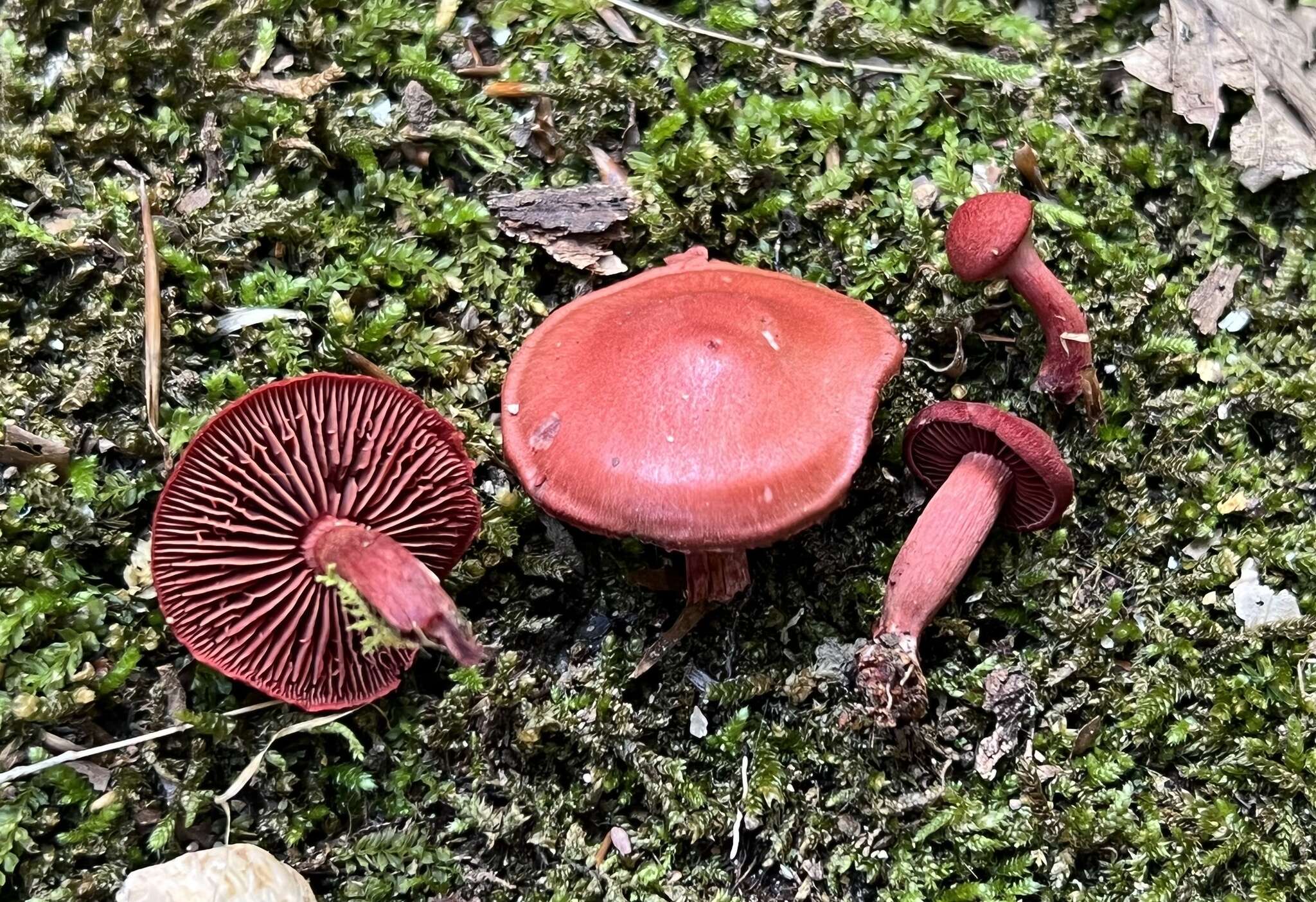 Cortinarius marylandensis (Ammirati) Ammirati, Niskanen & Liimat. 2013的圖片