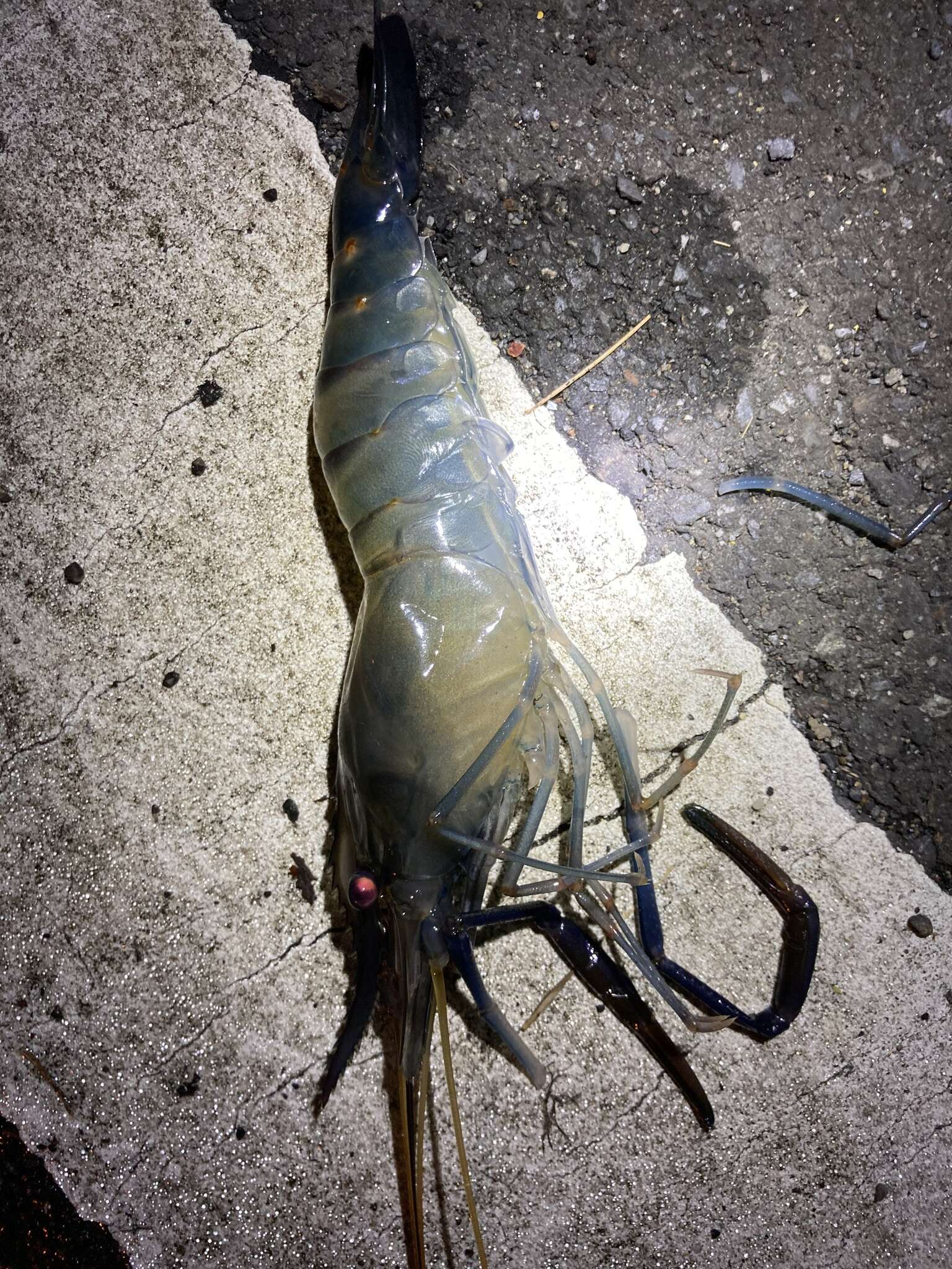 Image of Giant Freshwater Prawn