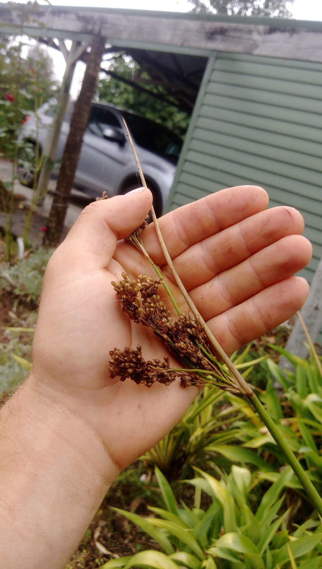 Imagem de Juncus pallidus R. Br.