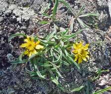 Image of pygmy goldenweed