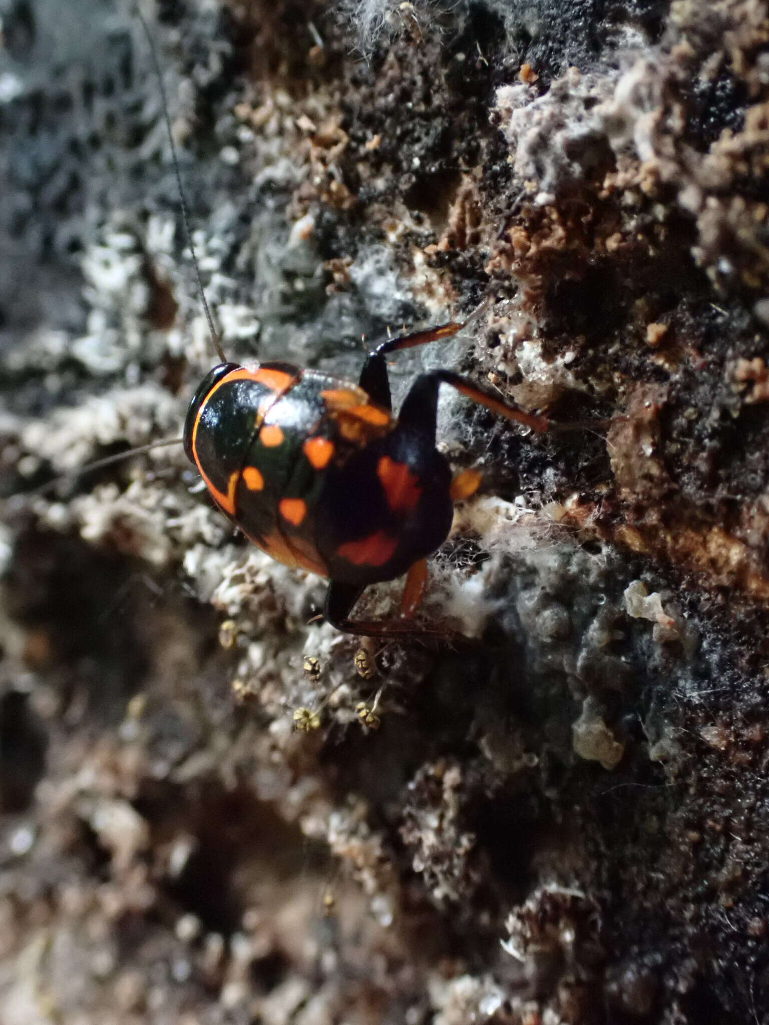 Sundablatta sexpunctata (Hanitsch 1923) resmi