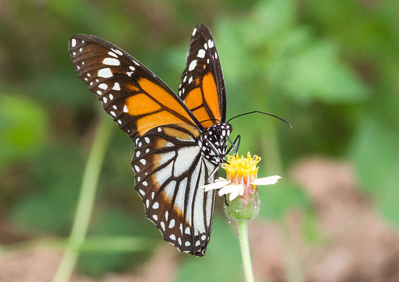 Image de Danaus (Anosia) melanippus Cramer 1777