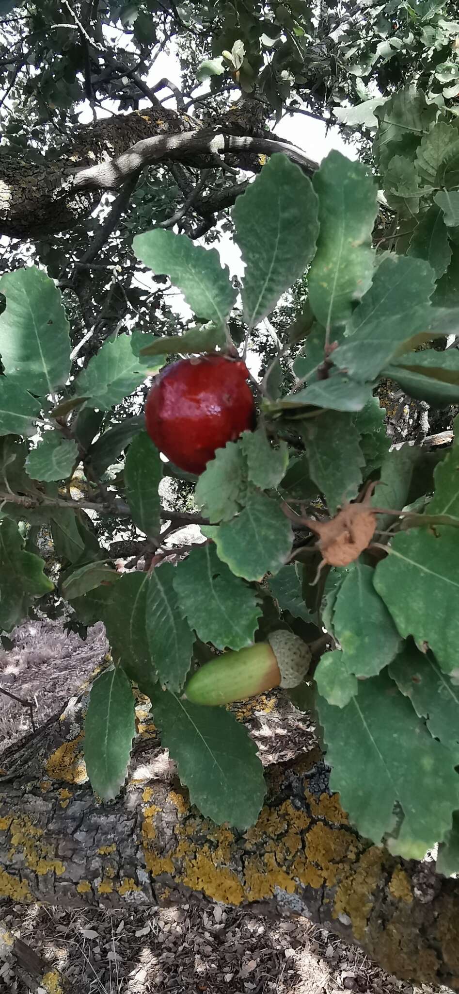 Image of Quercus infectoria subsp. veneris (A. Kern.) Meikle