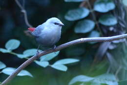 Image of Lavender Waxbill