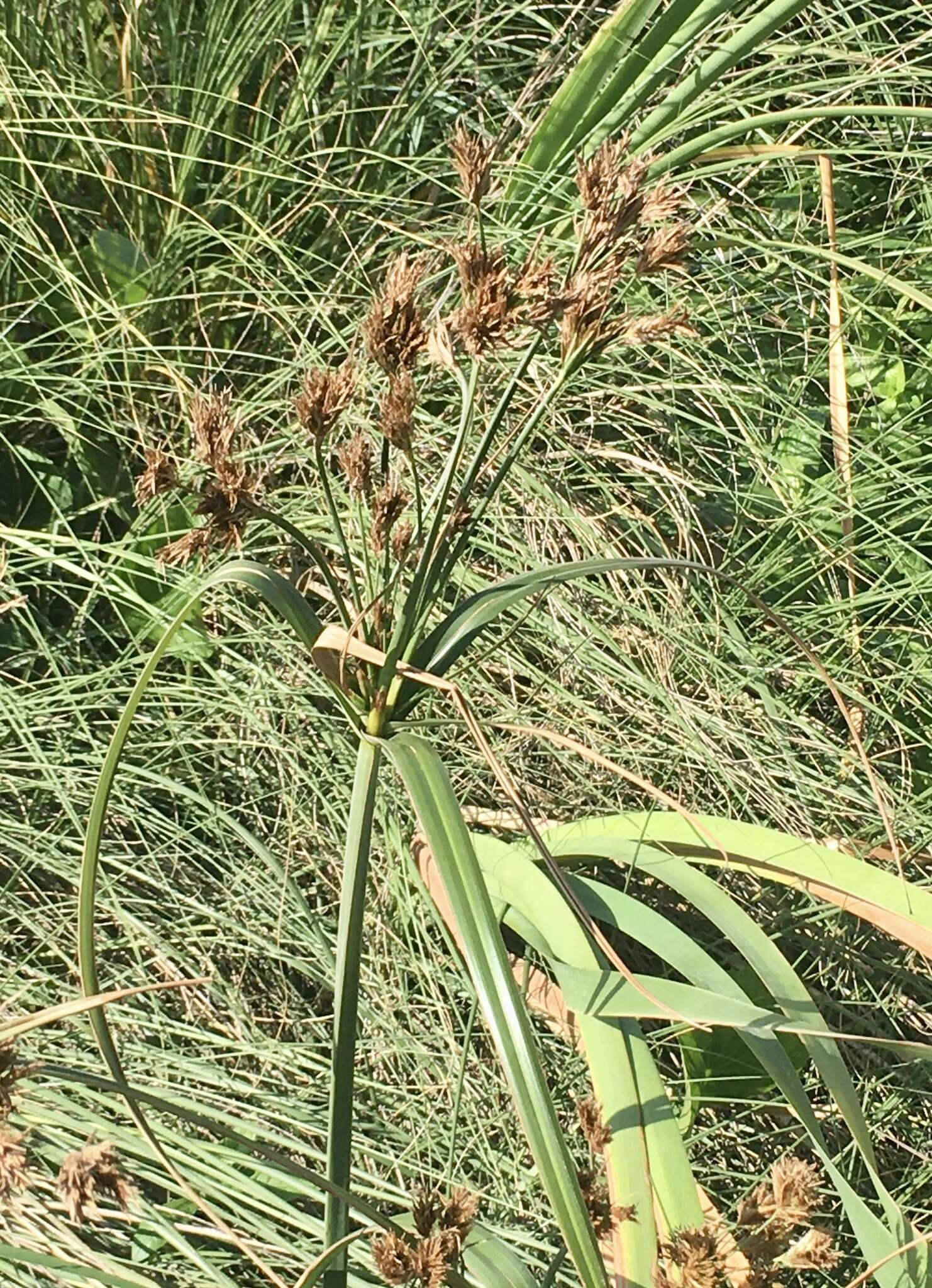 Imagem de Cyperus prolixus Kunth