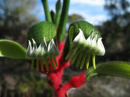 Image of Anigozanthos manglesii subsp. manglesii