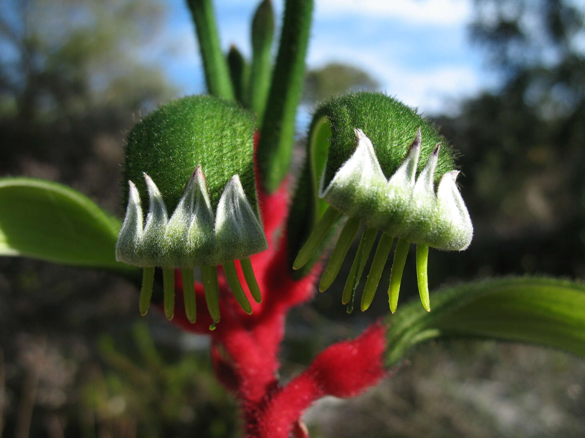 Image of Anigozanthos manglesii subsp. manglesii