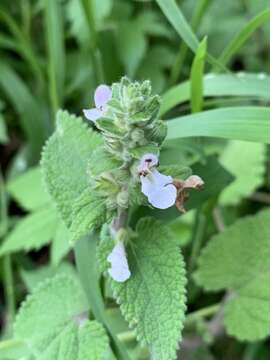 Stachys grandifolia E. Mey.的圖片