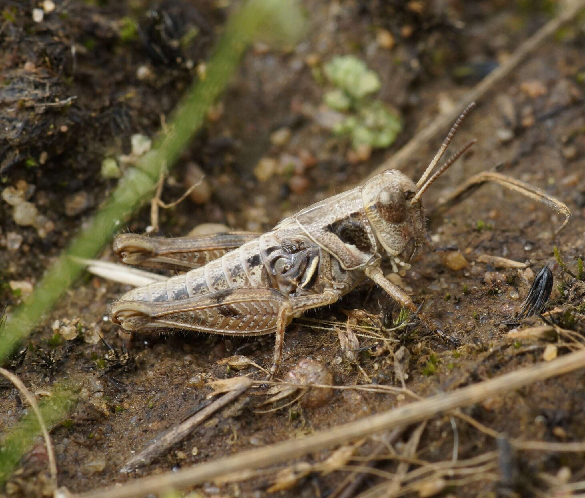 Image of Brachyexarna lobipennis Sjöstedt 1921