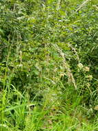 Image of Tall Manna Grass